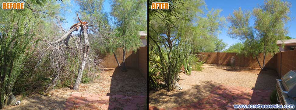 Before & After, Acacia tree breaks after Monsoon in Cave Creek, 85331