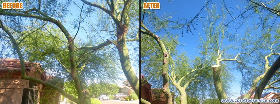 Before & After, Large Palo Verde branch breaks in Desert Ridge, 85050
