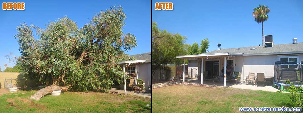 Before & After, Eucalyptus tree collapses on home in Glendale, 85306