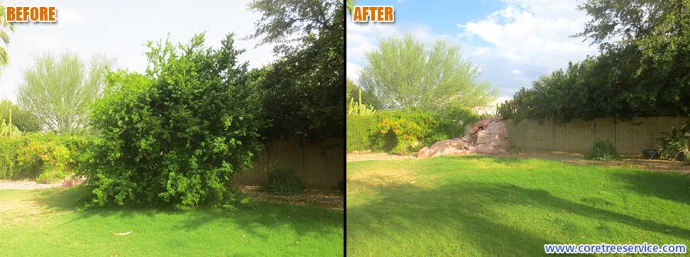 Before & After, Texas Ebony storm damage in Peoria, 85382