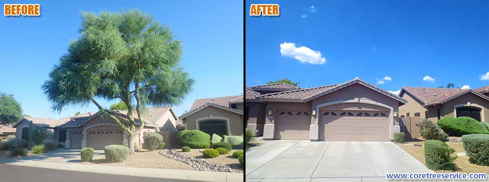Before & After, removal of a large Palo Verde tree in Cave Creek, 85331