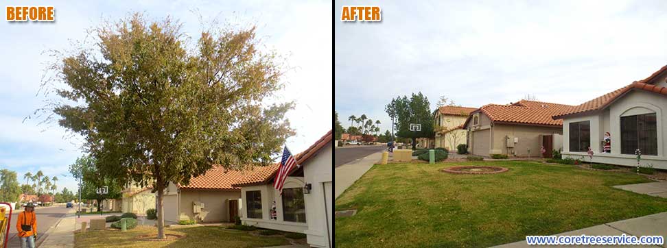 Before & After, removal of a Chinese Elm in Glendale, 85308