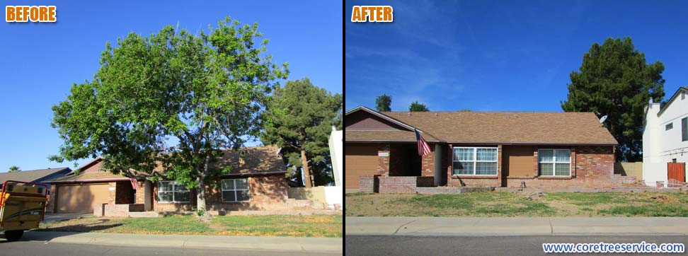Before & After, removal of one Ash tree in Glendale, 85304