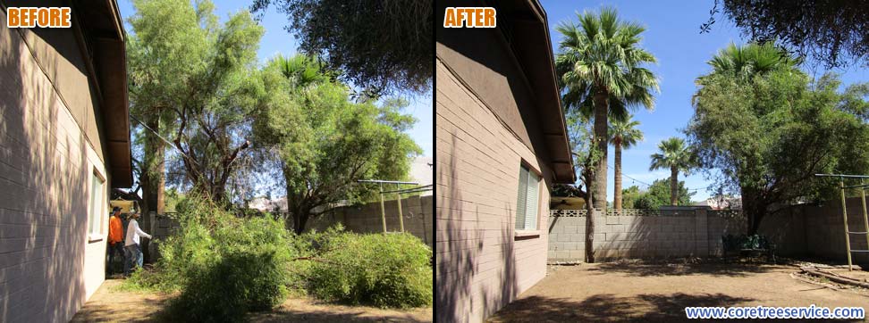 Before & After, removal of a Sumac tree in Glendale, 85302