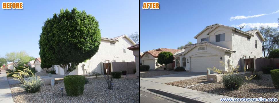 Before & After, removal of a Ficus Tree in Peoria, 85382
