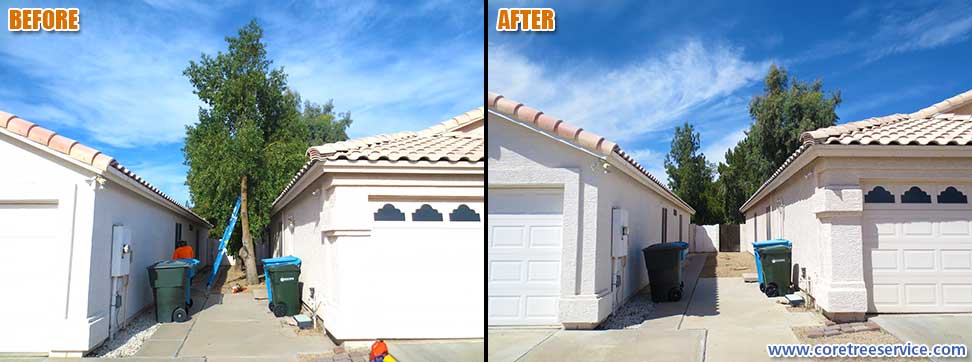Before & After, removal of 2 Australian Bottle trees in Phoenix, 85032