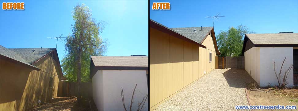 Before & After, removal of 3 Australian Bottle Trees In Phoenix, 85027