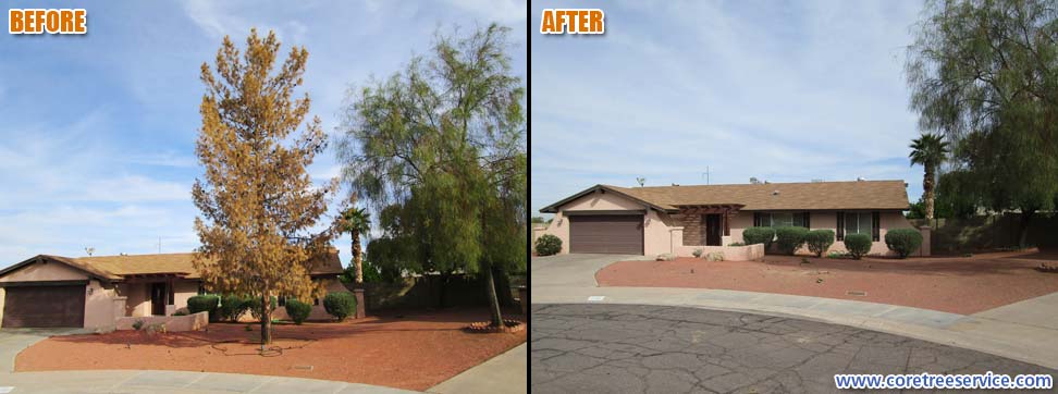 Before & After, removal of a sick Pine Tree In Moon Valley, 85022