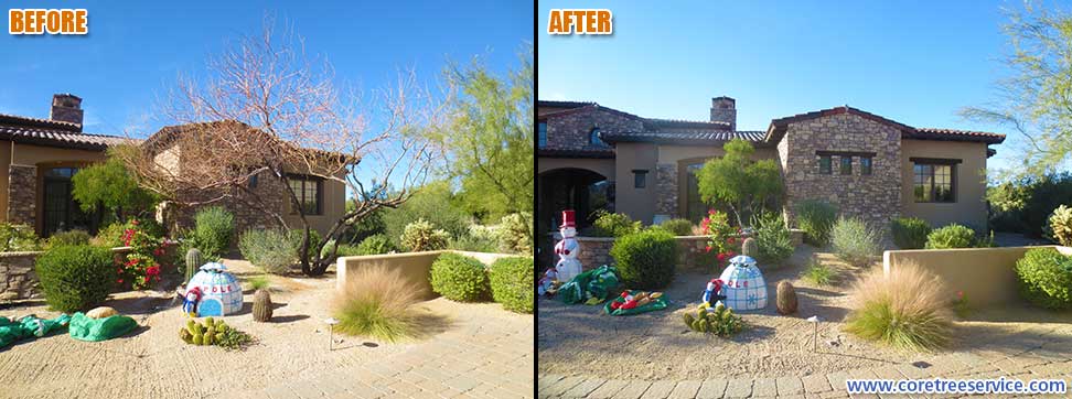 Before & After, removal of a dead Mesquite tree in Scottsdale, 85255