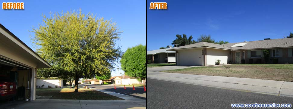 Before & After, removal of an Oak tree in Sun City, 85351