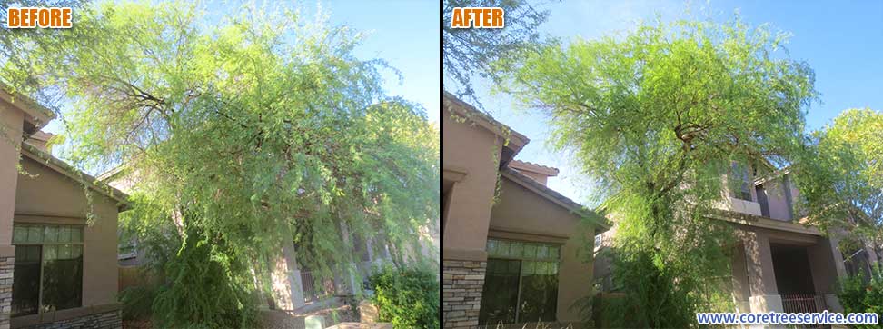 Before & After, trimming & an Acacia tree in Anthem, 85086