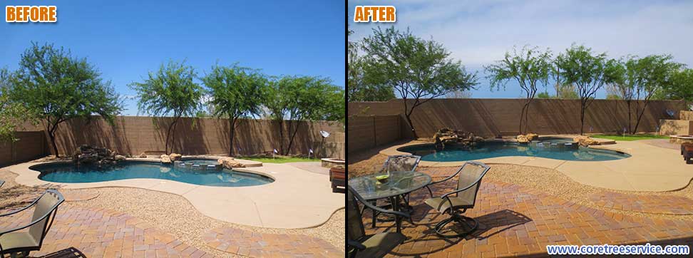 Before & After, line of five Mesquite and Acacia trees in Desert Ridge, 85050