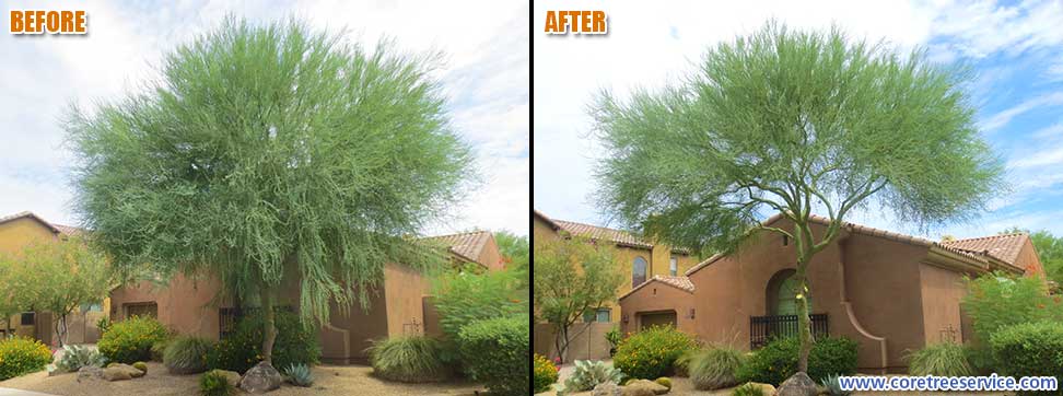Before & After, Palo Verde tree in Desert Ridge, 85050