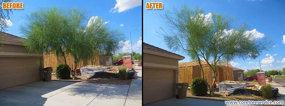 Before & After, trimming a Palo Verde tree in Peoria, 85383