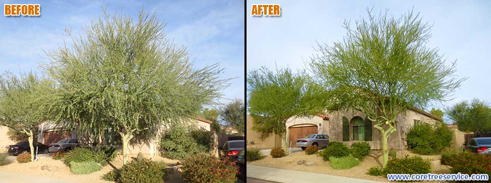 Before & After, Palo Brea tree in Peoria, 85383