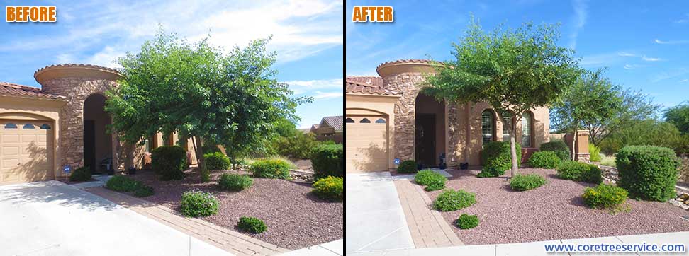 Before & After, trimming an Indian Rosewood tree in Phoenix, 85024