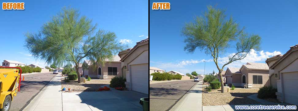 Before & After, trimming a Palo Verde tree growing over road and roof in Phoenix, 85024