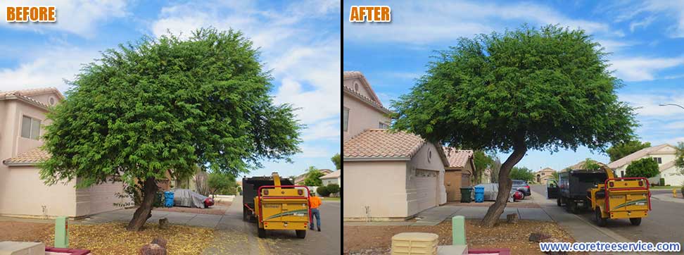 Before & After, trimming the bottom of a Mesquite Tree in Phoenix, 85050