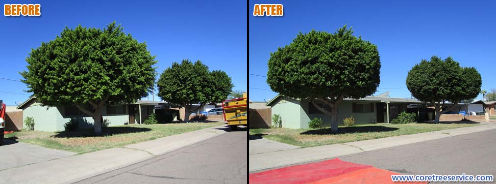 Before & After, trimming 2 Ficus Trees in Phoenix, 85008