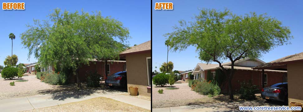 Before & After, trimming an overgrown Mesquite in Scottsdale, 85257