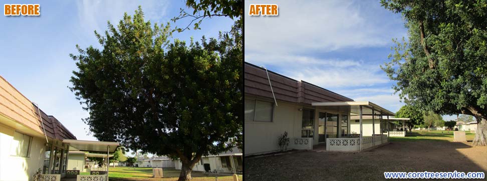 Before & After, trimming a Carob tree in Sun City, 85351