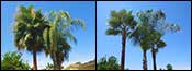 Phoenix, 85013