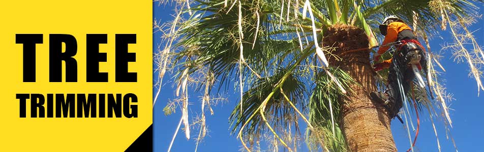 Trimming a Date Palm in Sun City