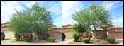 Desert Ridge, 85050