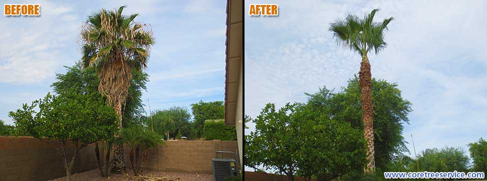 Before & After, Fan Palm In Avondale, 85392