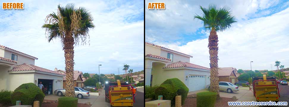 Before & After, Fan Palm In Glendale, 85310
