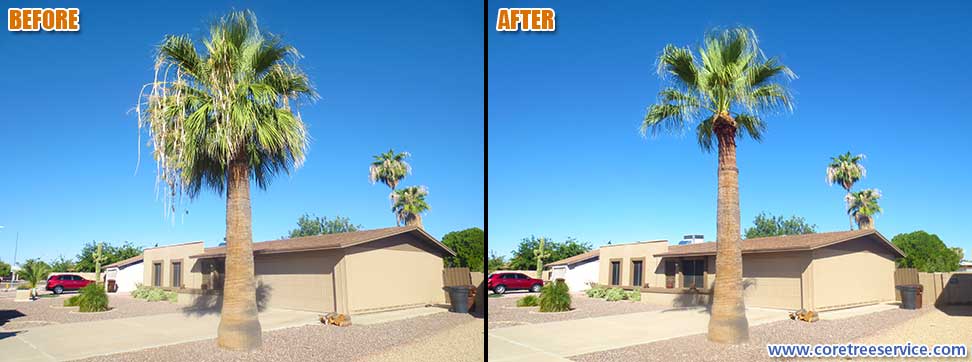 Before & After, Fan Palm In Peoria, 85345