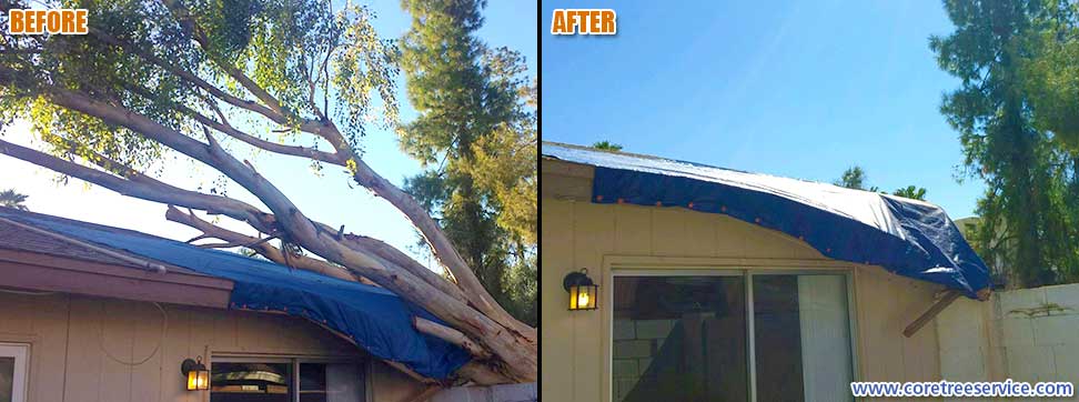 Before & After, Eucalyptus tree storm damage in Glendale, 85302