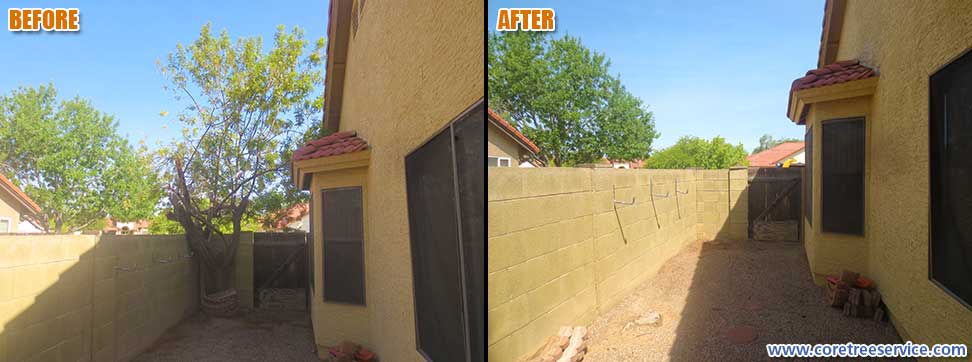 Before & After, Brazilian Pepper Tree damaged during storm in Mesa, 85213
