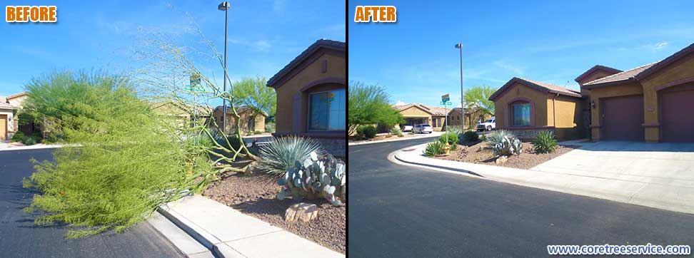 Before & After, removal of a Palo Verde tree in Anthem, 85086