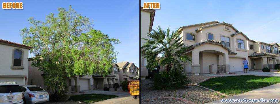 Before & After, removal of a Chinese Elm tree in Avondale, 85392