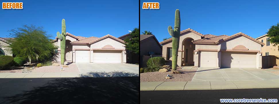 Before & After, removal of a Mesquite tree in Cave Creek, 85331