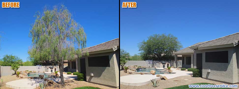 Before & After, removal of a Willow Acacia tree in Cave Creek, 85331