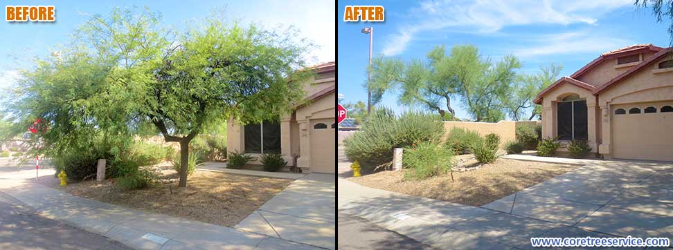 Before & After, removal of a sick Mesquite tree in Desert Ridge, 85054
