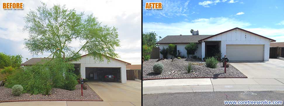 Before & After, removal of a Palo Verde tree in Glendale, 85303