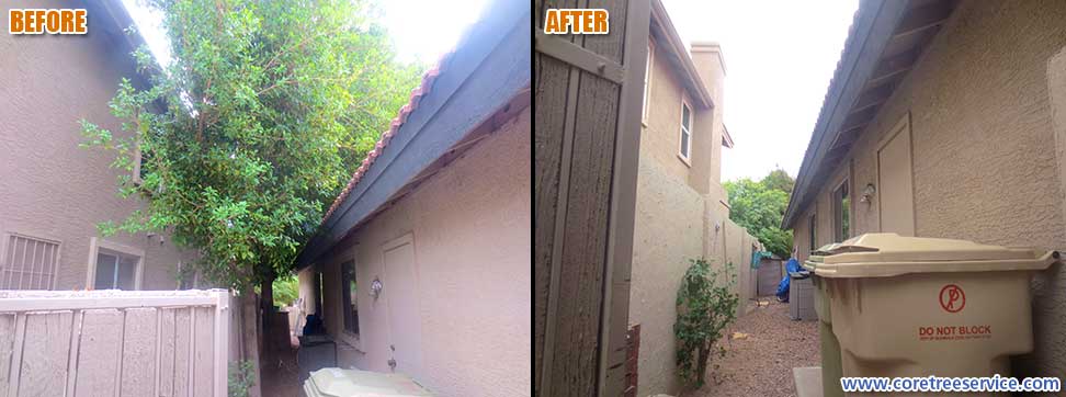 Before & After, removal of 2 Ficus trees in Glendale, 85308