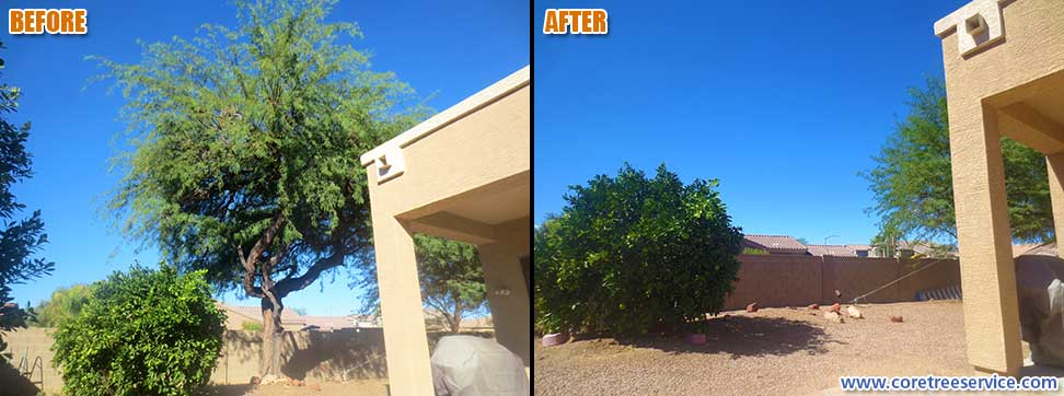 Before & After, removal of a large Mesquite tree in Glendale, 85308