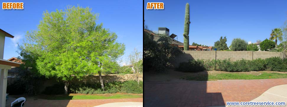 Before & After, removal of two Ash trees in Glendale, 85304