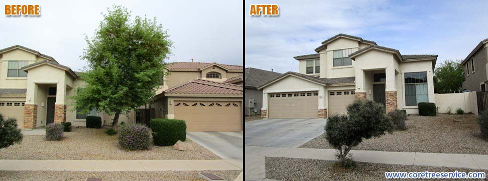 Before & After, removal of a leaning Sissoo tree in Glendale, 85305