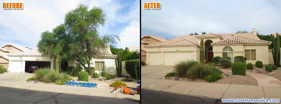 Before & After, removal of an Acacia tree in Moon Valley, 85022