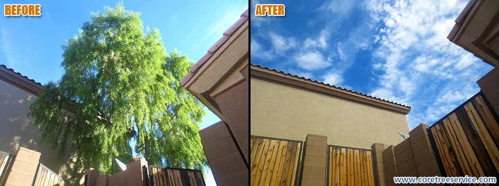 Before & After, removal of a Tall Sissoo tree in Peoria, 85382