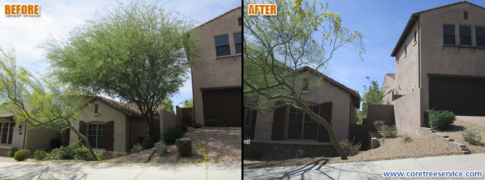 Before & After, removal of a Sweet Acacia in Peoria, 85383