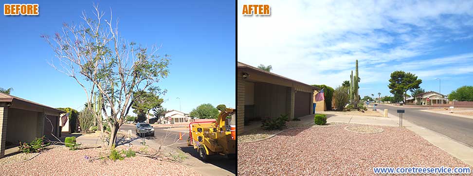 Before & After, removal of a Jacaranda tree in Phoenix, 85039