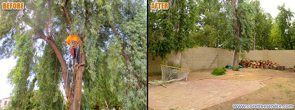 Before & After, removal of Eucalyptus tree in Phoenix, 85032