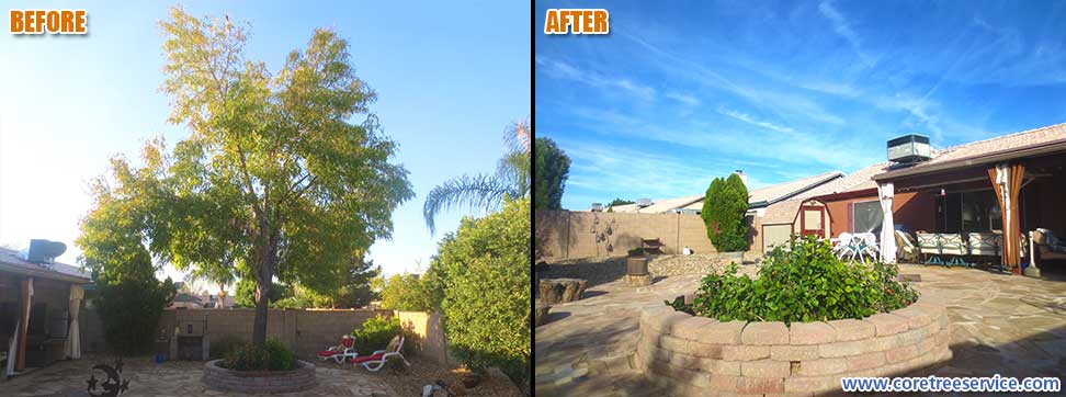 Before & After, removal of an Ash Tree In Phoenix, 85027