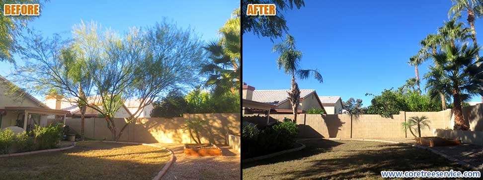 Before & After, removal of a hybrid Palo Verde Tree In Phoenix, 85050